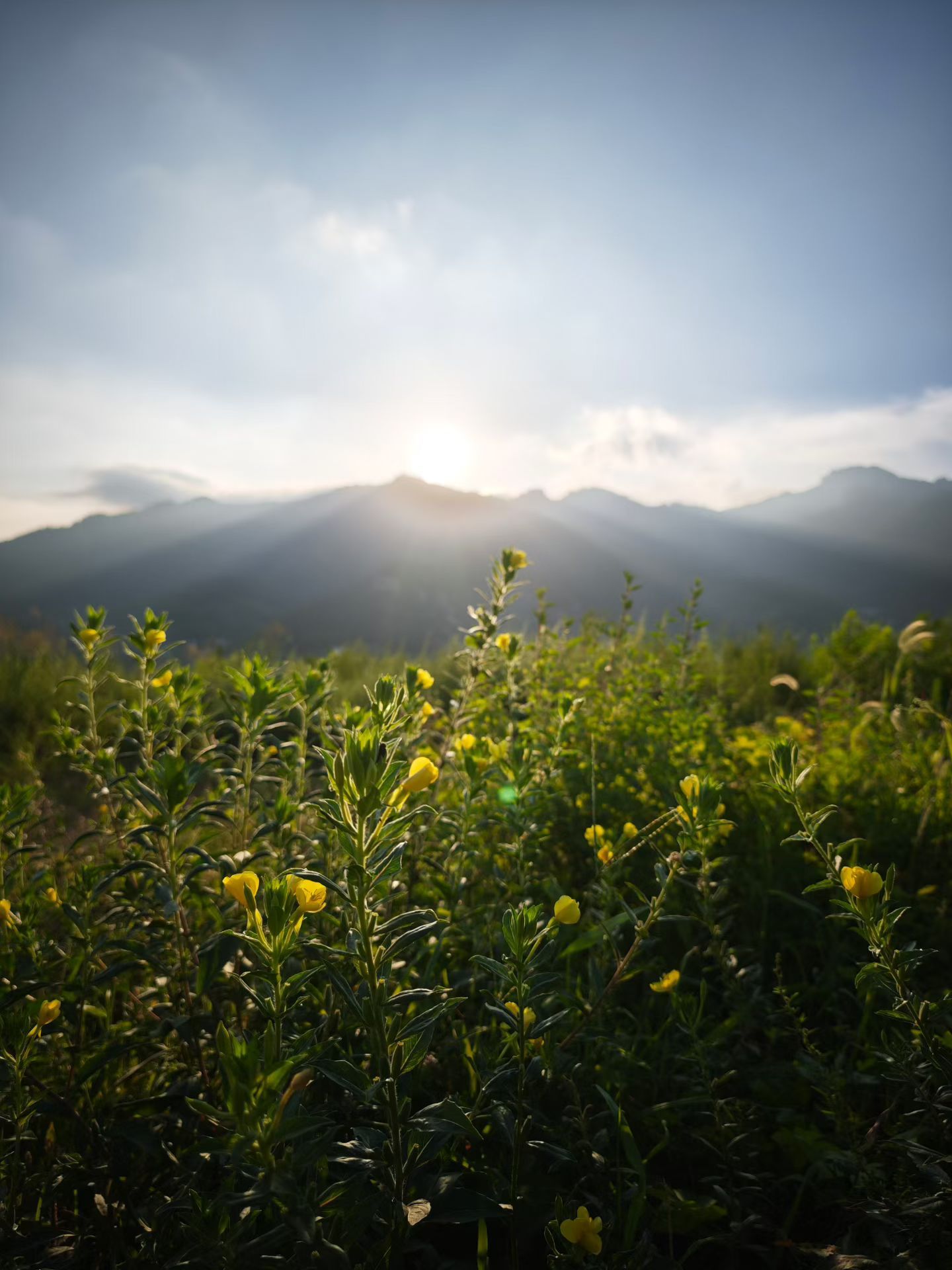 早安 ₁🔆 𝙈𝙤𝙧𝙣𝙞𝙣𝙜 💐◡人生最好的状态是，不羡慕谁，不