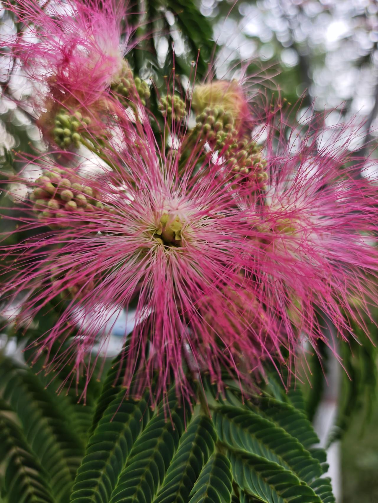分享一张你最近拍的花合欢花是豆科合欢属落叶乔木合欢的花序，具有观赏价值与药用价值