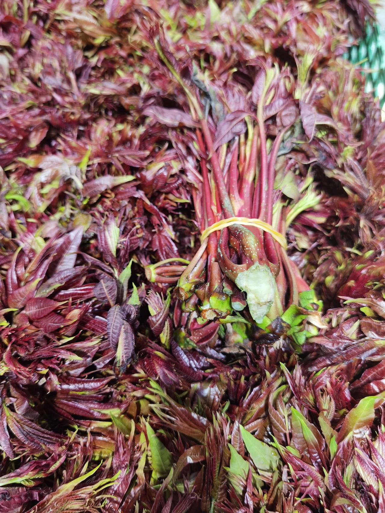 逛菜场一眼就被这堆红色的香椿芽吸引了，这是春天才有的美味。
 
刚冒头的香椿芽带