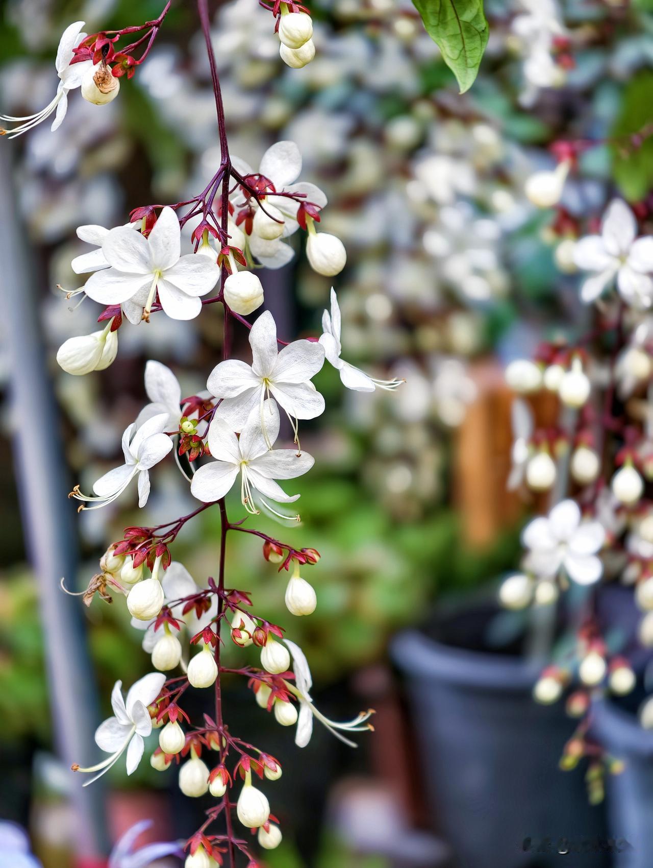 这花不知叫啥名字。
下垂的枝条上开满白色的小花，随风轻摇，十分的灵动。