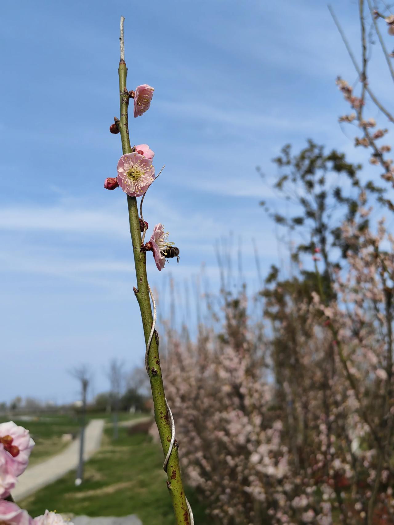 经历了过冬寒的梅花，到了春节花更香，小蜜蜂都来采蜜了[呲牙][呲牙][呲牙]