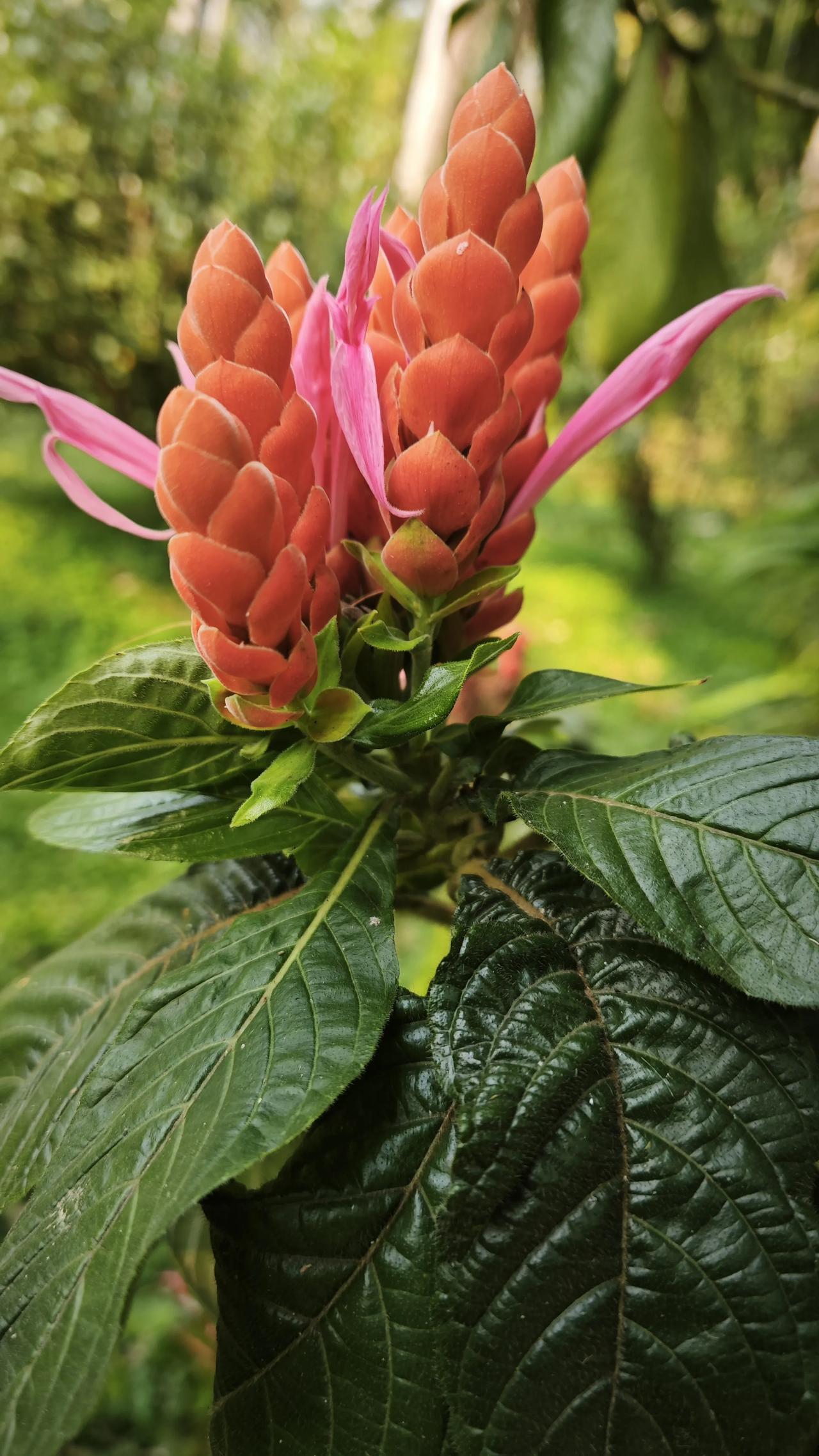 春日生活打卡季橙红鳞萼叠成塔，粉瓣轻舒似蝶栖，在浓绿的叶影里，藏着热带植物独有的
