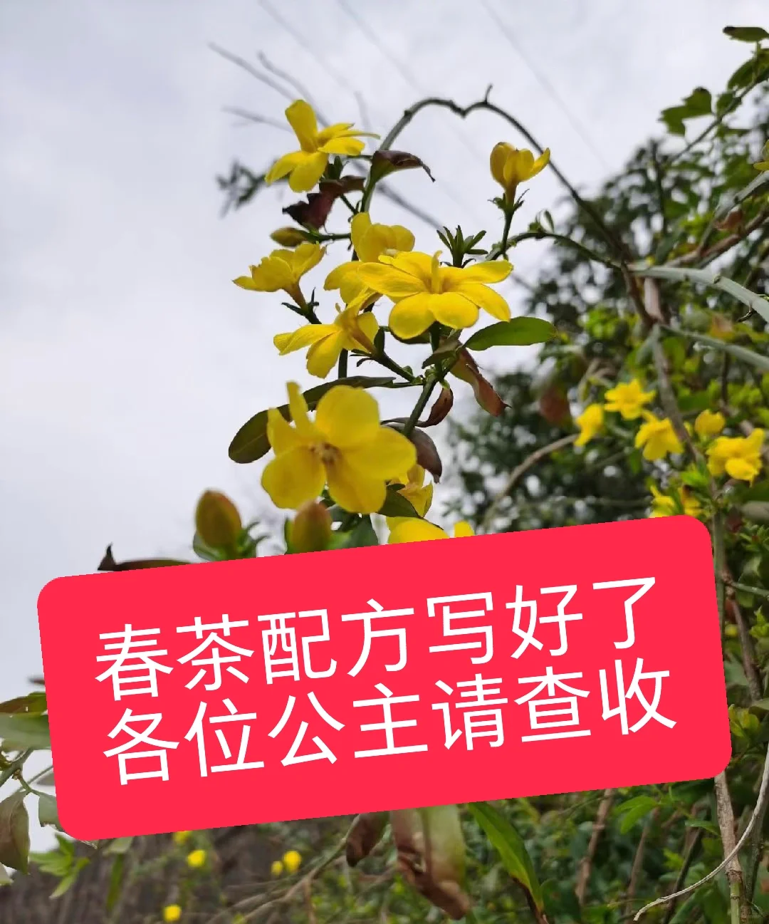 各种体质本草茶饮配方，摸鱼喝水变强也变美