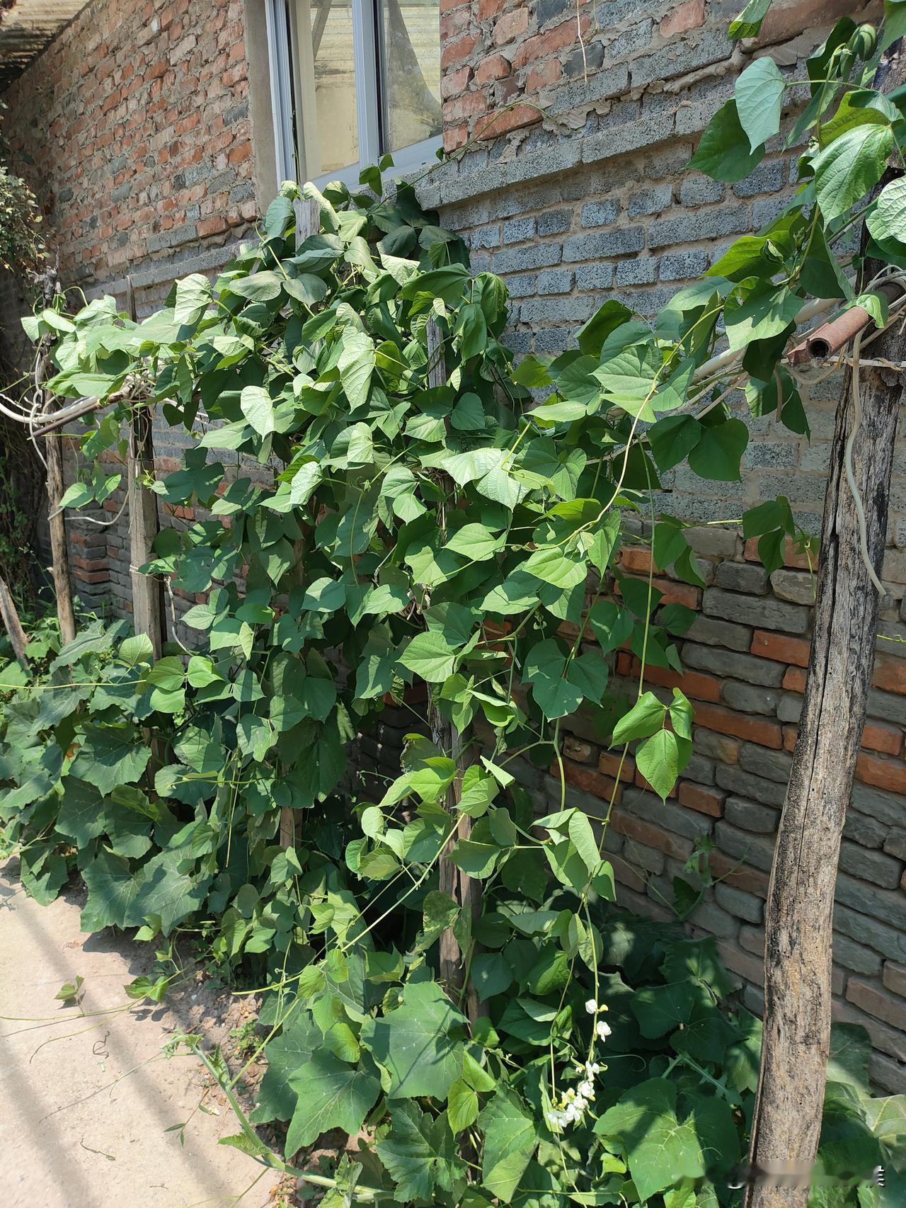 旱厕的特点是蛆虫乱爬，污秽满地，尤其是下雨的时候！
很多年我都无法摆脱对旱厕的记