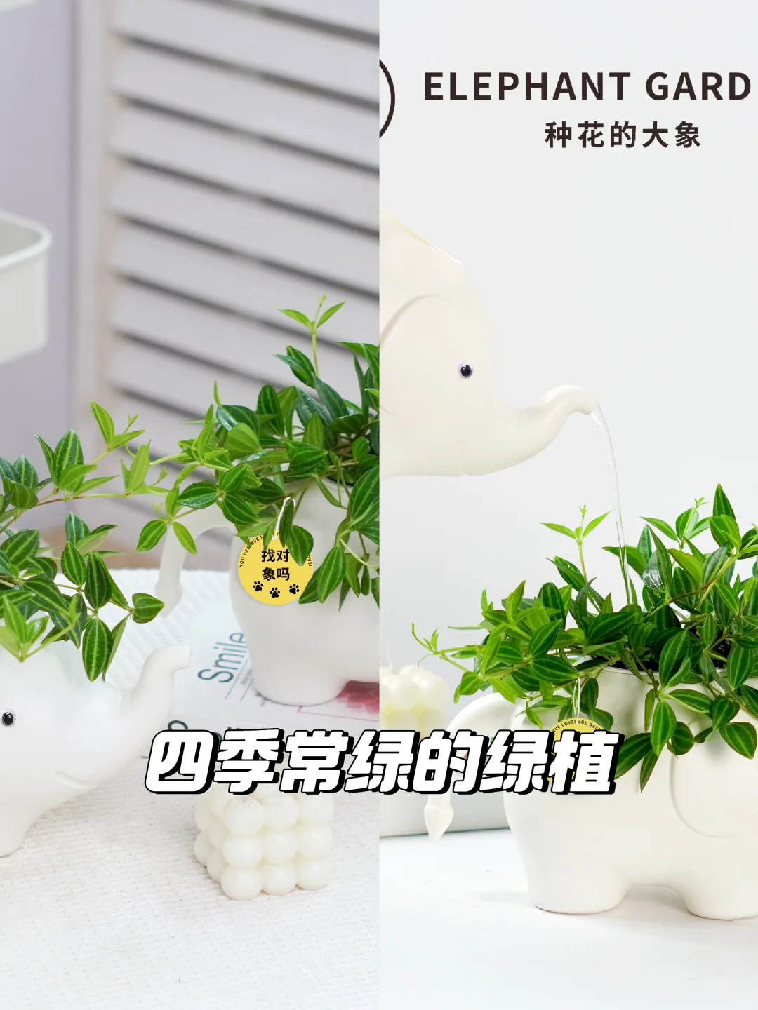 🌿白脉椒草：净化空气的绿色伙伴✨