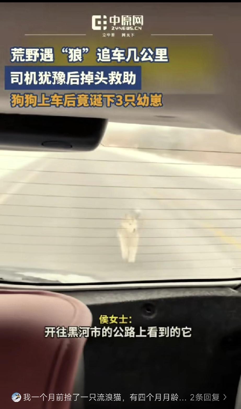 泪目了，黑龙江，女子开车偶遇一只流浪狗追车，追了好几公里都不肯停，女子心软掉头接