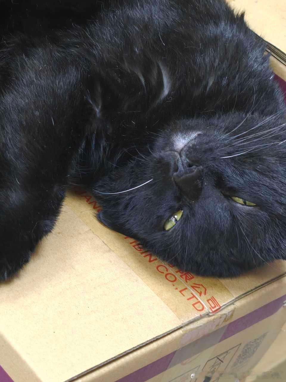49726【丑猫】鸭头，有没有被叔的颜值迷倒呀 
