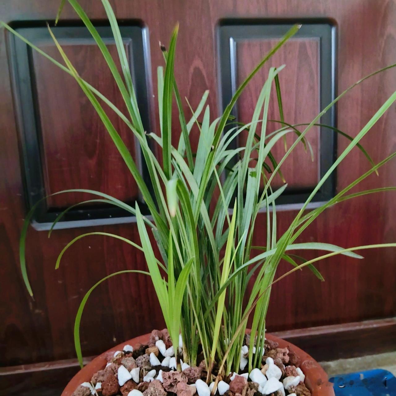 今天新上了一大盆的兰花，不久就会看到我心念中变成现实的大爆盆喽！
苗子是我养了一