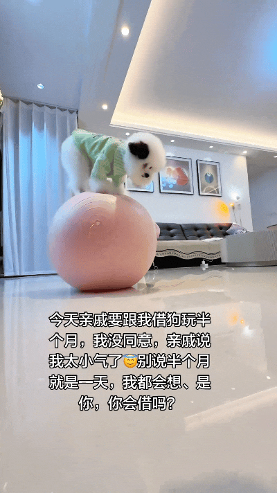 你瞅瞅这小狗长得多招人稀罕，天天自己搁家玩得可得劲。你看它还有两下子杂技本事嘞，