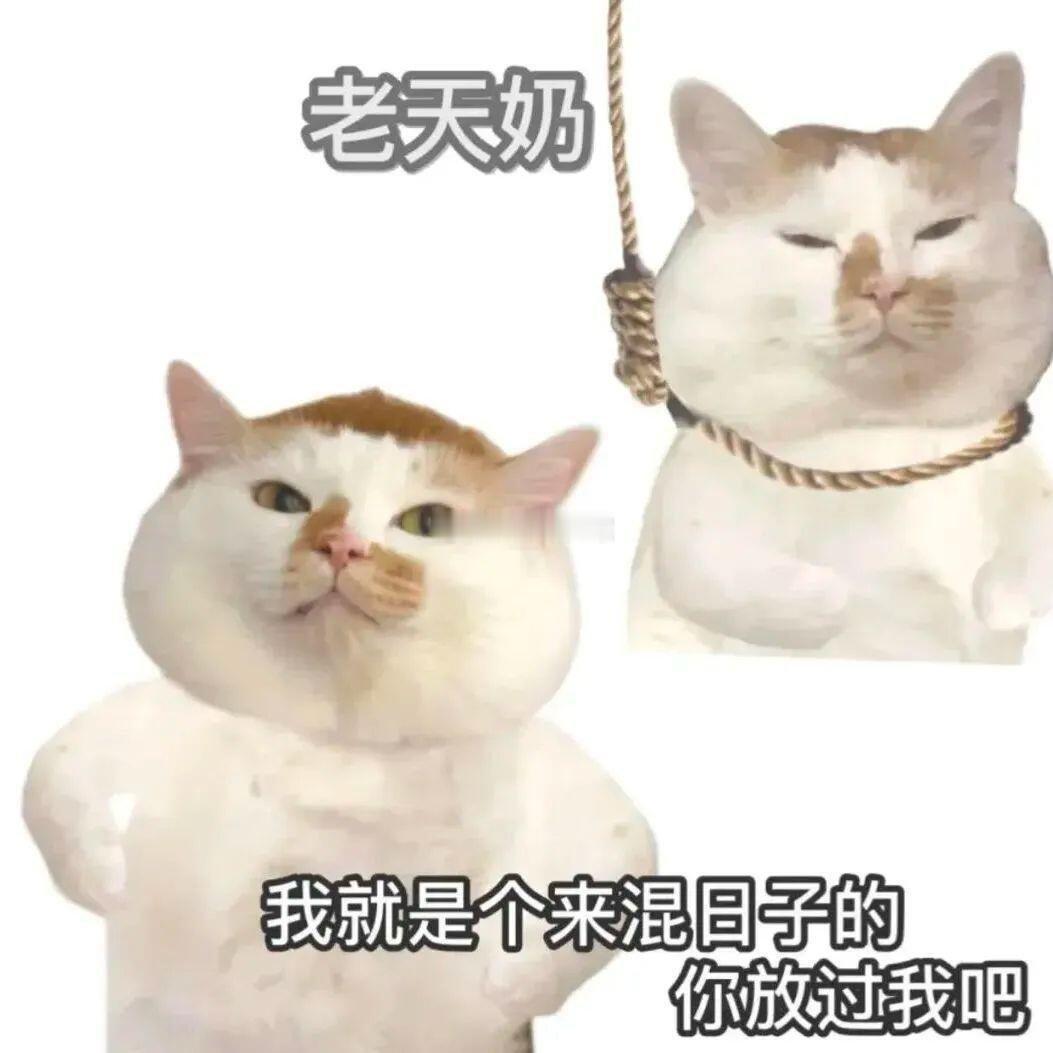 辛芷蕾自曝问豆包如何当评委亮相上影节评委见面会的辛芷蕾，一开口就自带笑点，向豆包