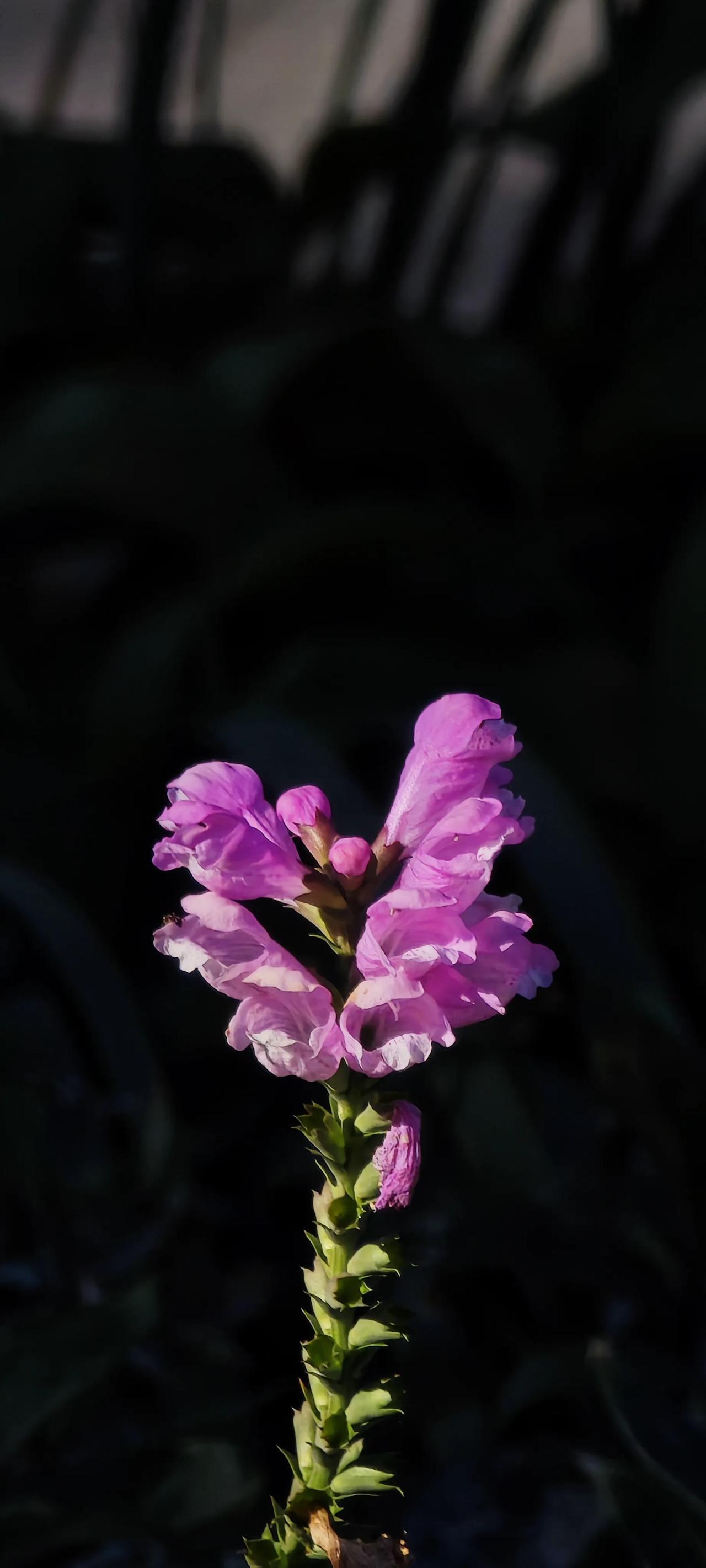 #分享随手拍摄的树木和花草照片#