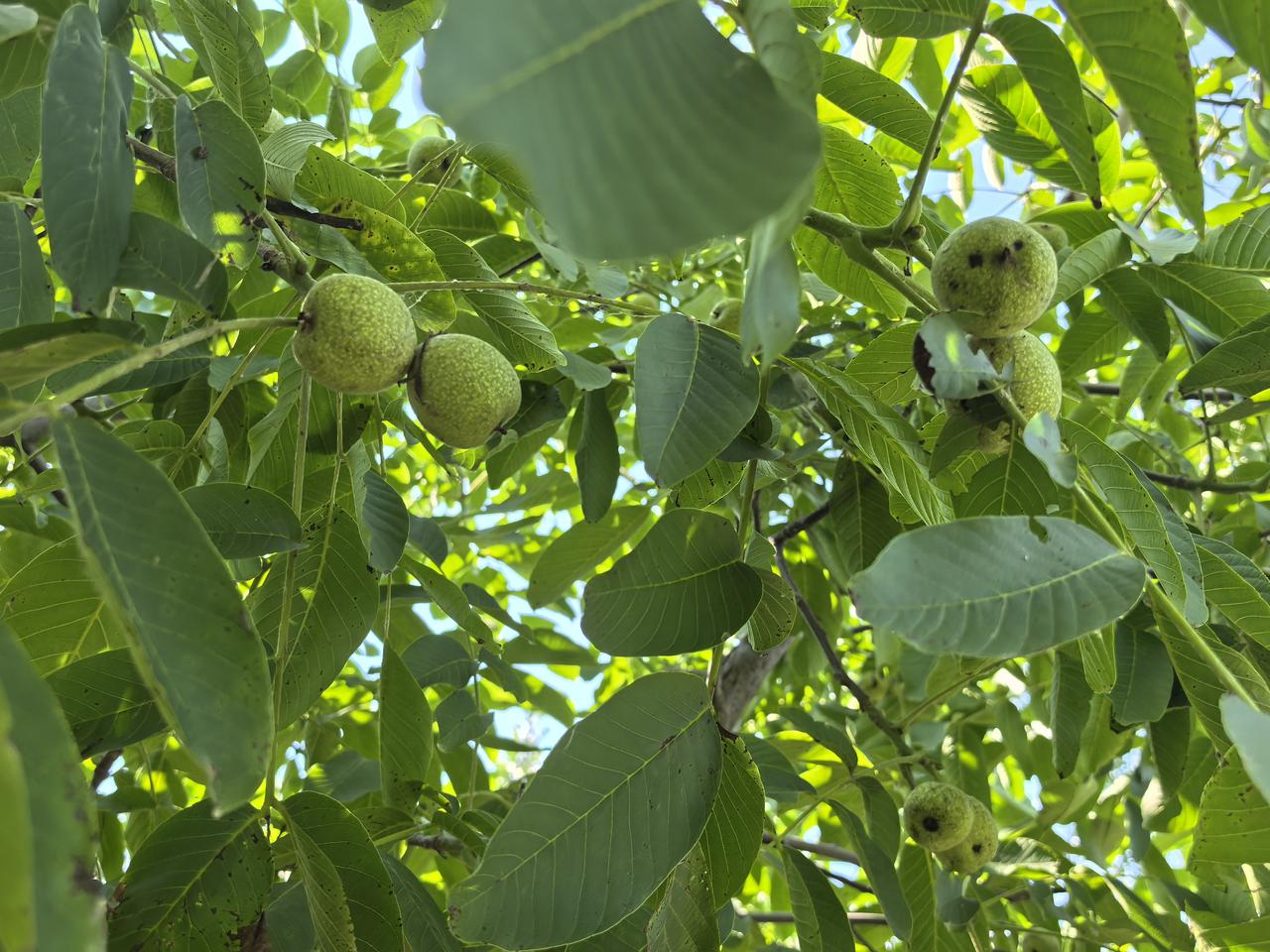 未来不可持续的现代农业技术会退出人类食物链吗？
蒋高明

目前，人类食物链中充斥