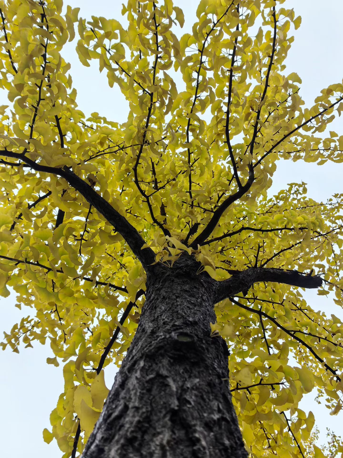 早起在小区里转了一圈，下过雨之后空气清新，但是真冷啊～ ​​​