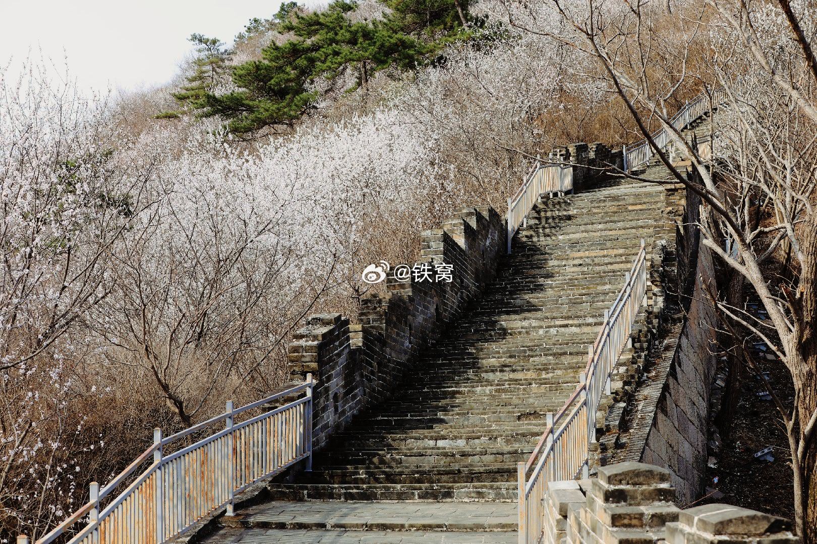 黄花城水长城漫山遍野桃花开摄影