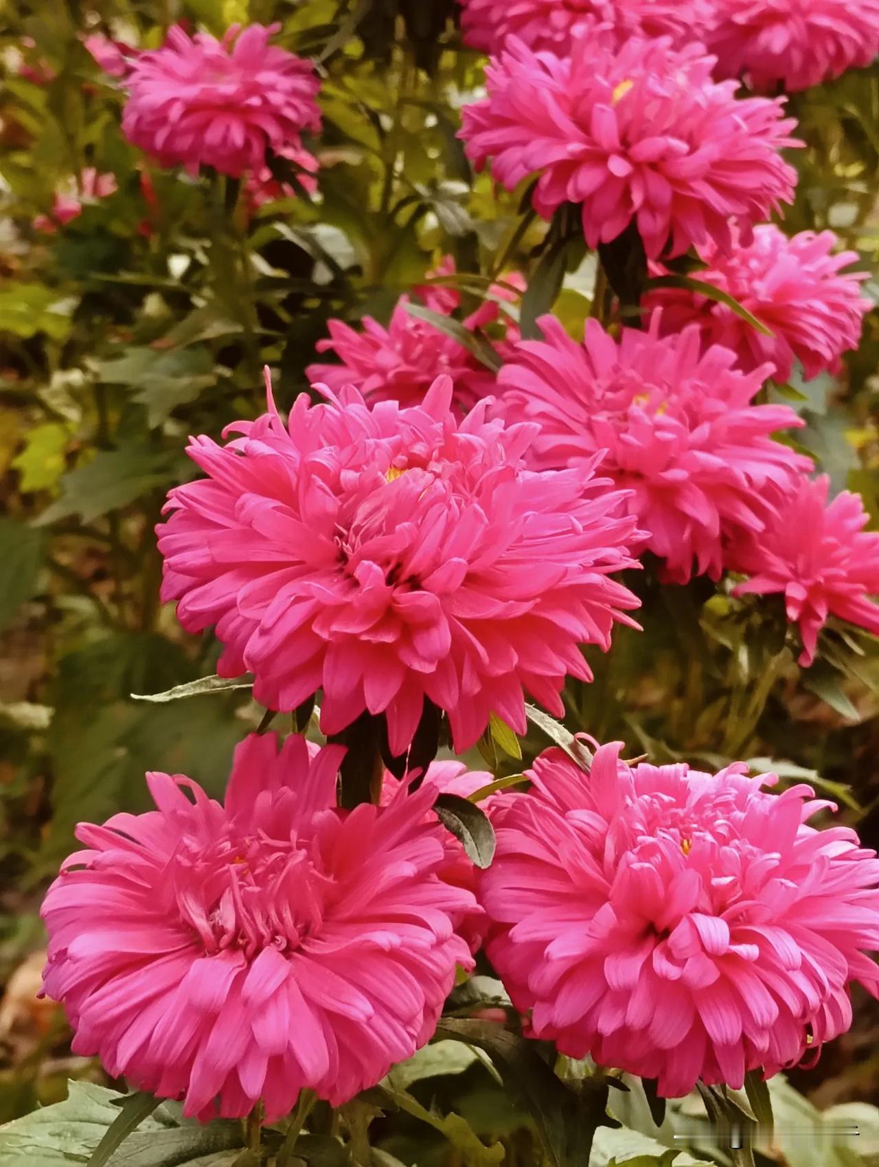 竞香争艳的翠菊花