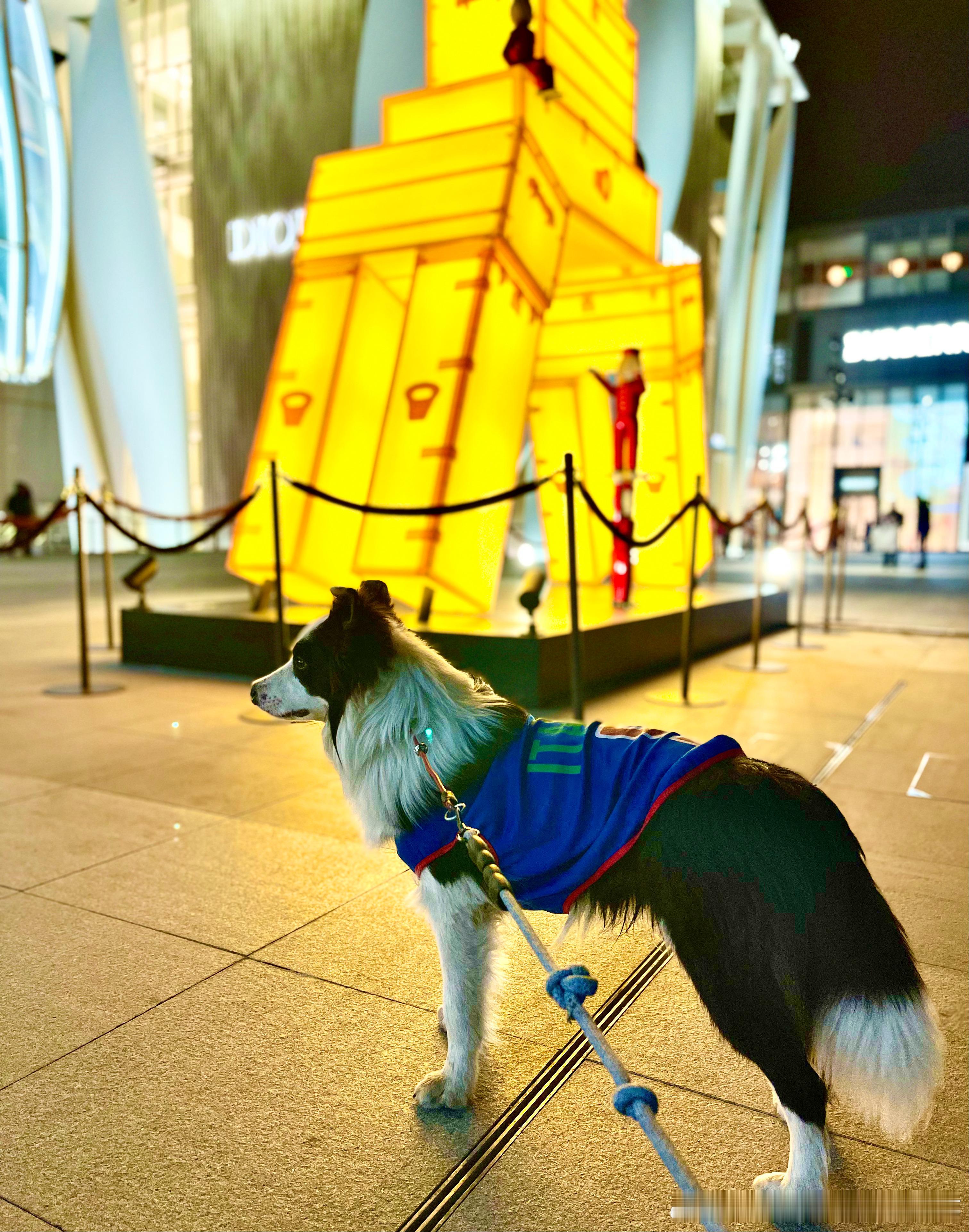 边牧精力太旺盛了，一天遛三遍，日行万步是最起码的，宠物很治愈，也会带来好身体！晚