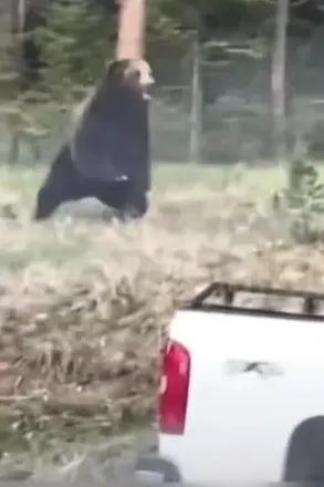 美国黄石公园一名护林员在指挥交通时一头灰熊突然窜出，这头灰熊向护林员飞速扑去，可