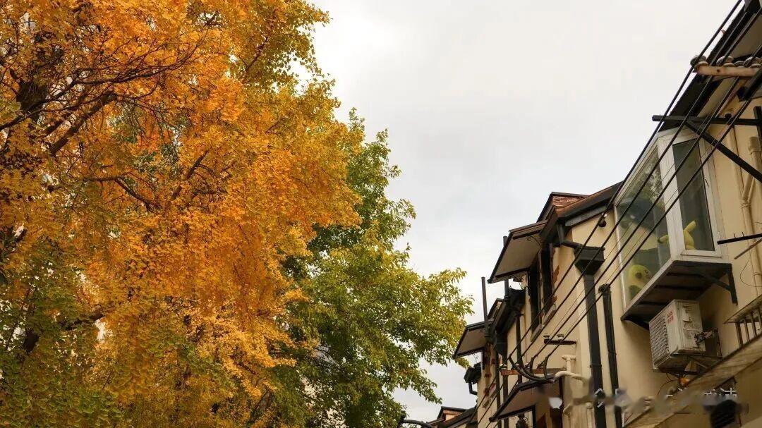深秋限定！这条百年弄堂里尽是金色的浪漫！