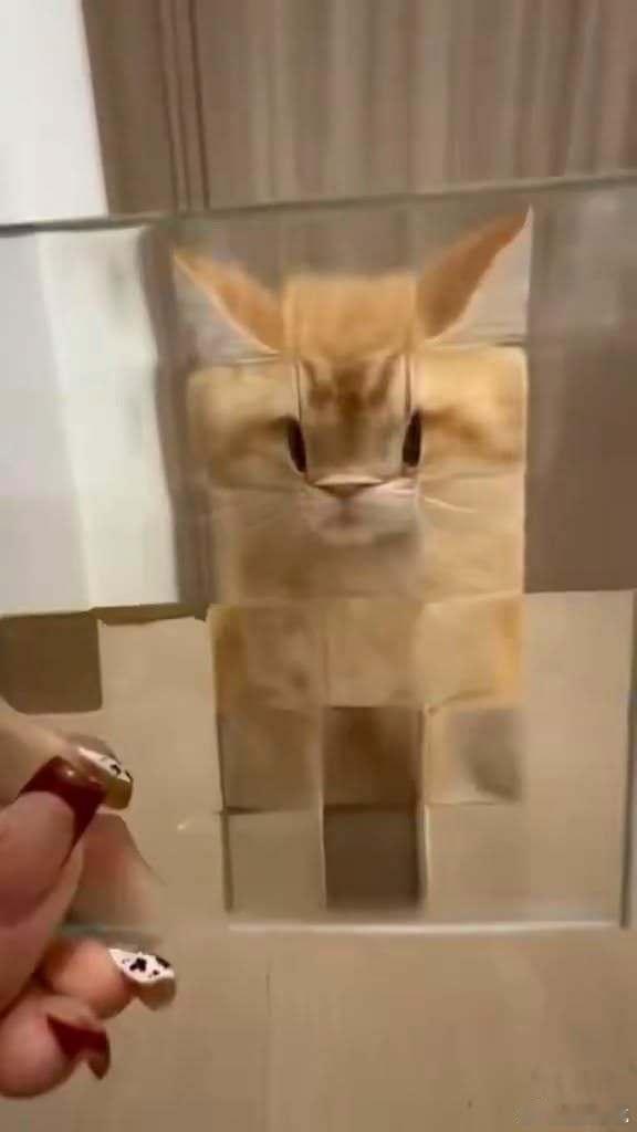 用各种玻璃像素化猫猫[喵喵] ​​​