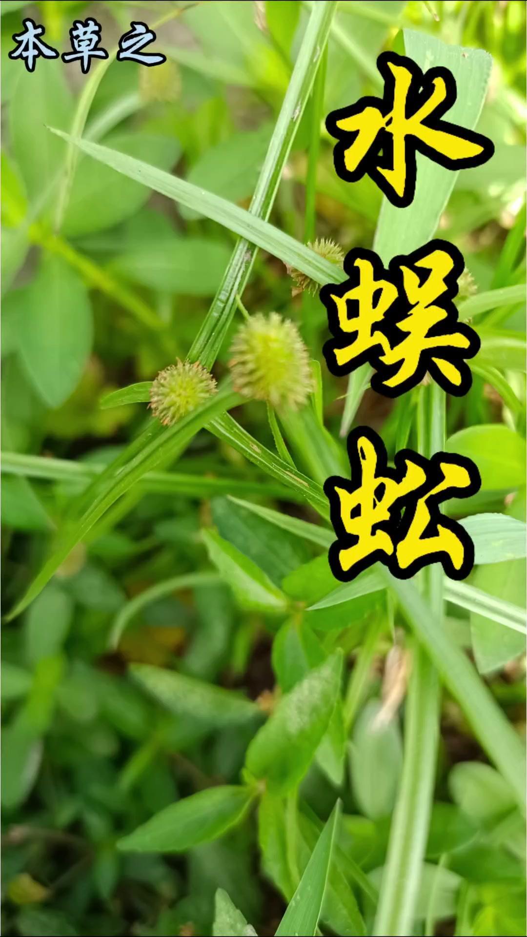 草丛里的“蜈蚣”竟是宝？🌿水蜈蚣，名字带“蜈蚣”却和昆虫无关，是株无毒小草。它