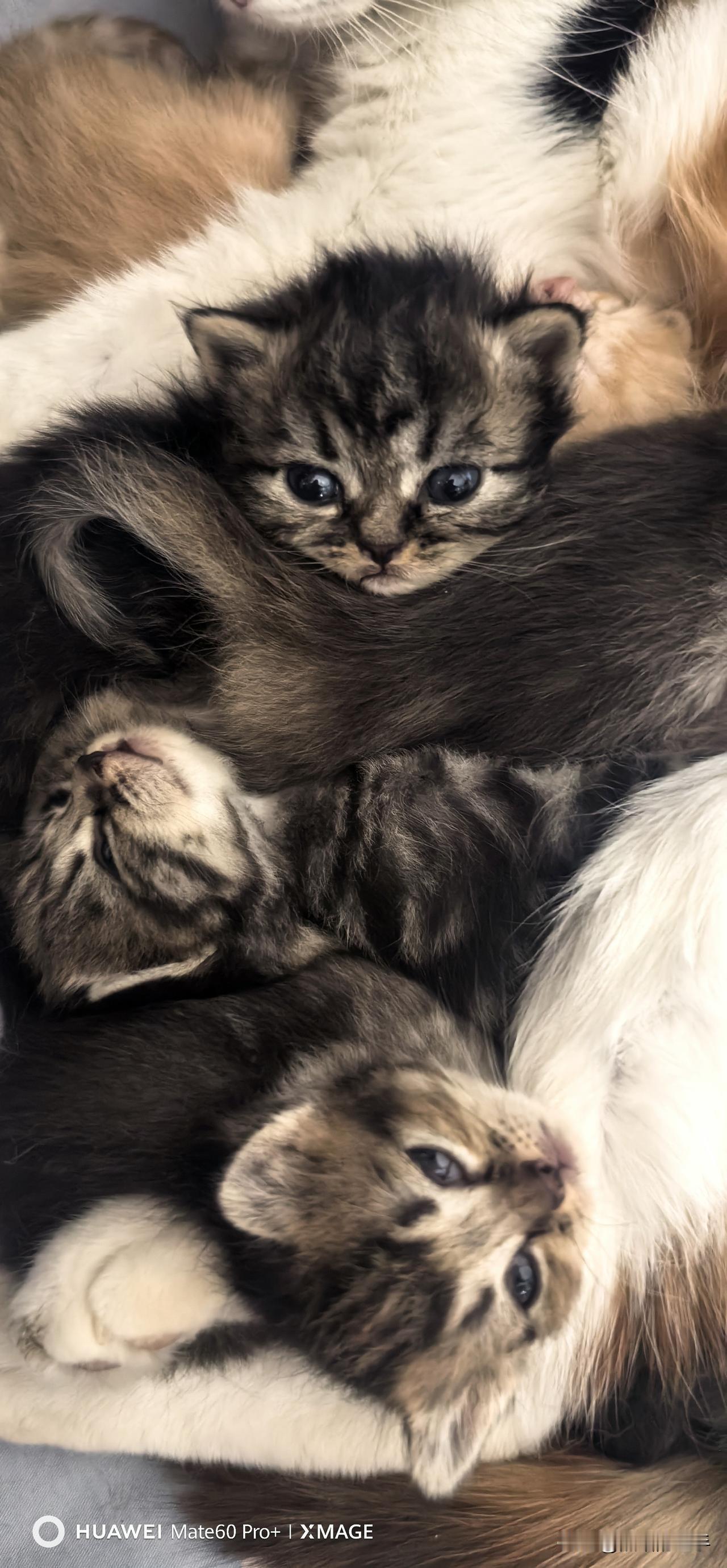 集卡领红包三花娘子的宝宝们