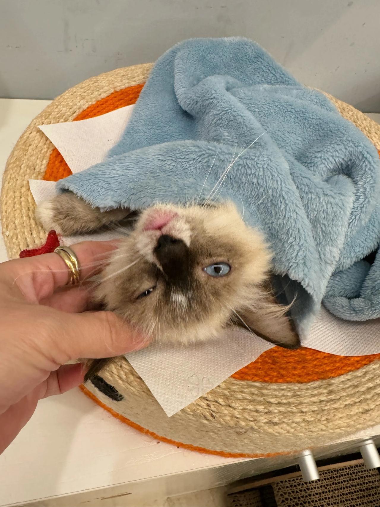 随便撸撸就睡了，小布布真乖！#萌宠# #猫咪#