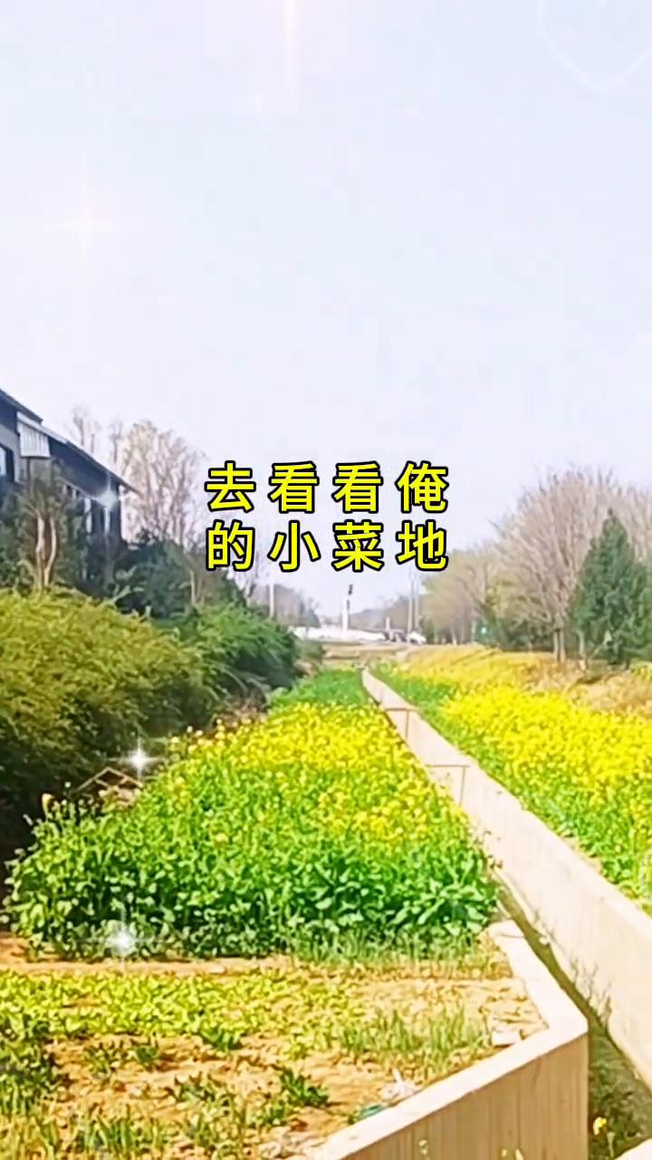 焦作市民主北路火车站一路向北，阳光明媚晨练去。
去看看我的小菜地，今天阳光真好，