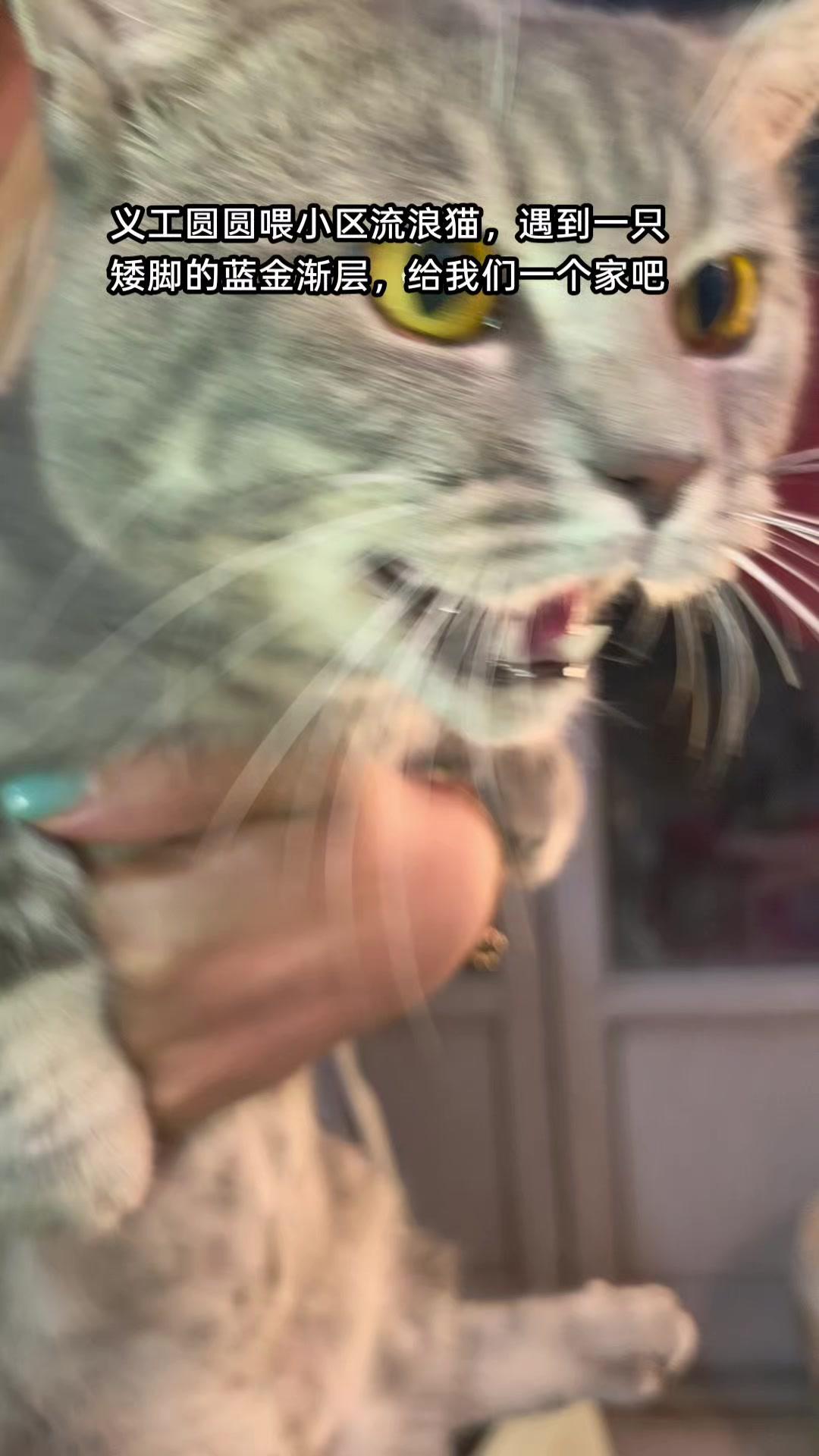 🥺现在小区里流浪的宠物猫真的太多了，做义工喂流浪猫的时候居然碰到一只矮脚蓝金渐