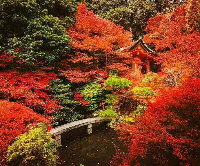 【心在旅行】       黛瓦枫红下       秋风粉饰忙       清茶香