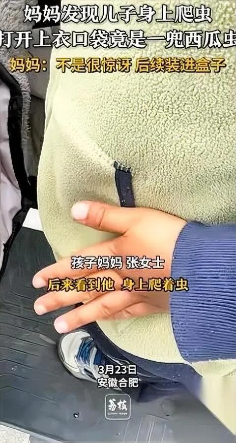 孩子衣兜爬虫！咋回事？

掀开一看，里面藏着一堆西瓜虫！安徽合肥一妈妈带娃回老家