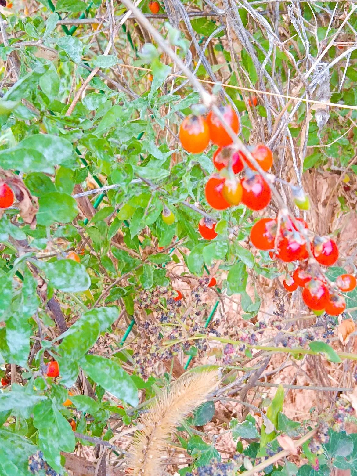 
#可以分享一張秋景树叶照片吗？#
深秋的风景如画#秋季游随手拍# 