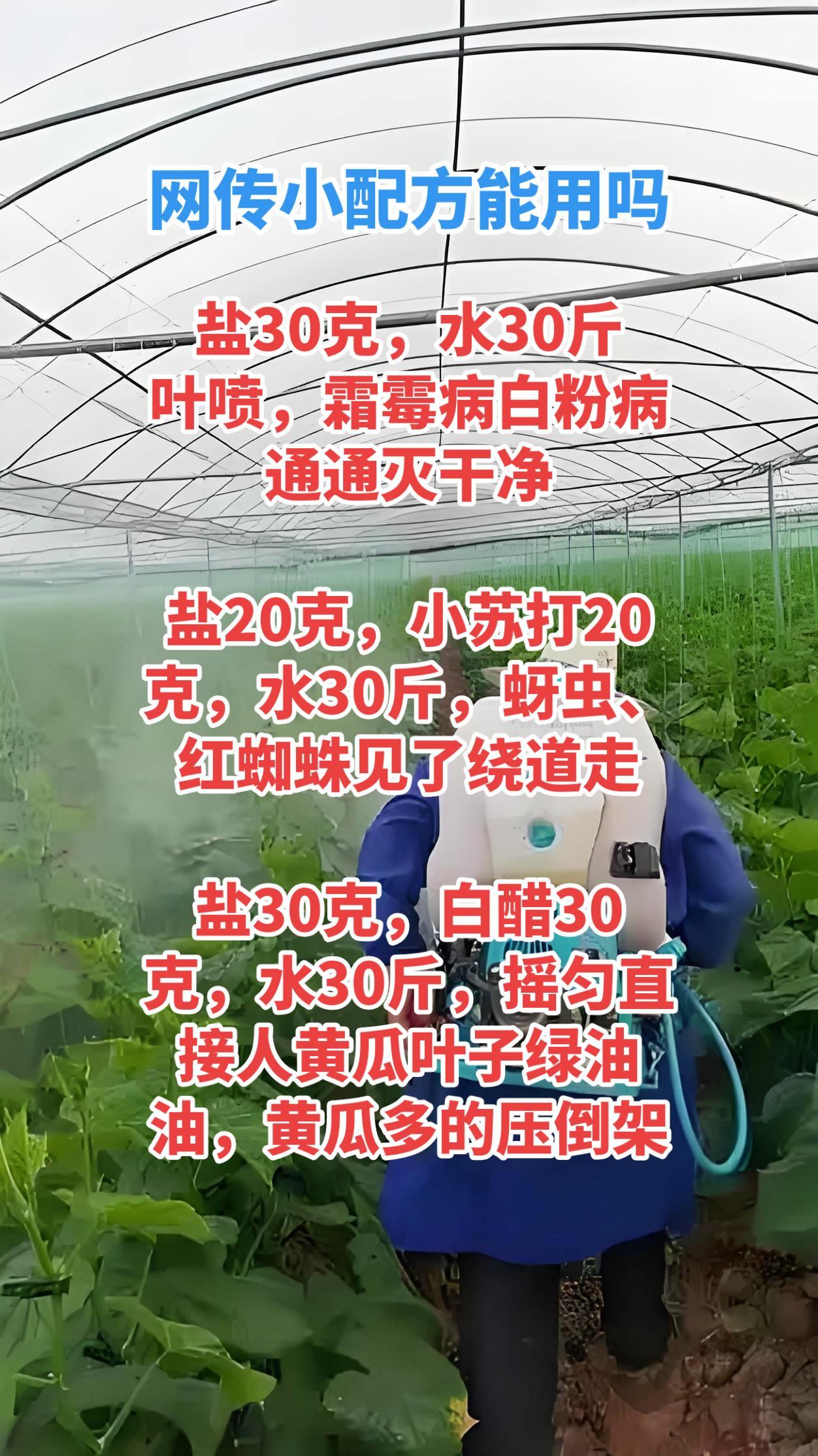 直白说：民间偏方有用，但很危险，不能全信，乱用必烧叶、减产、绝棵
在这里就以上偏