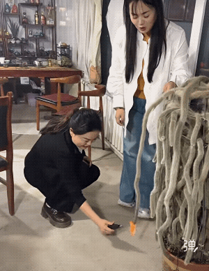 植物是有灵性的，要善待它！[玫瑰]