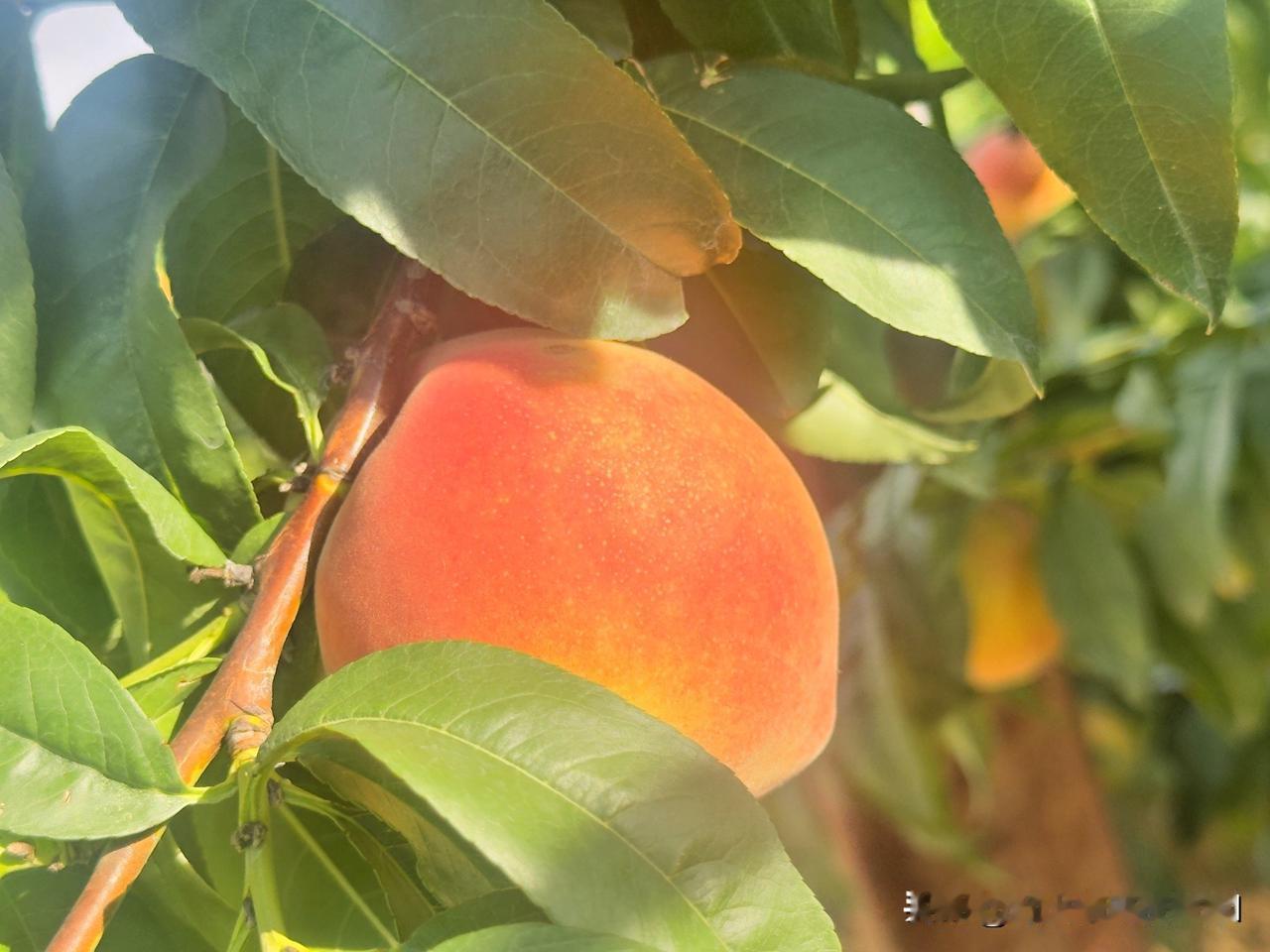 下午约了同事去采摘
这几天本地的桃子🍑成熟了
外面卖的3.4块钱一斤，自己摘7