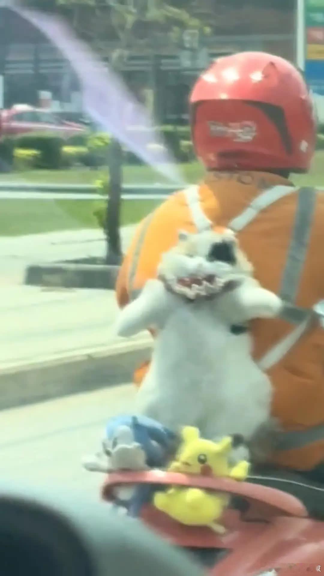 这是什么猫萌宠宠物