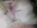 13553🐇【嘟嘟】要做生活的嚼嚼者！ 