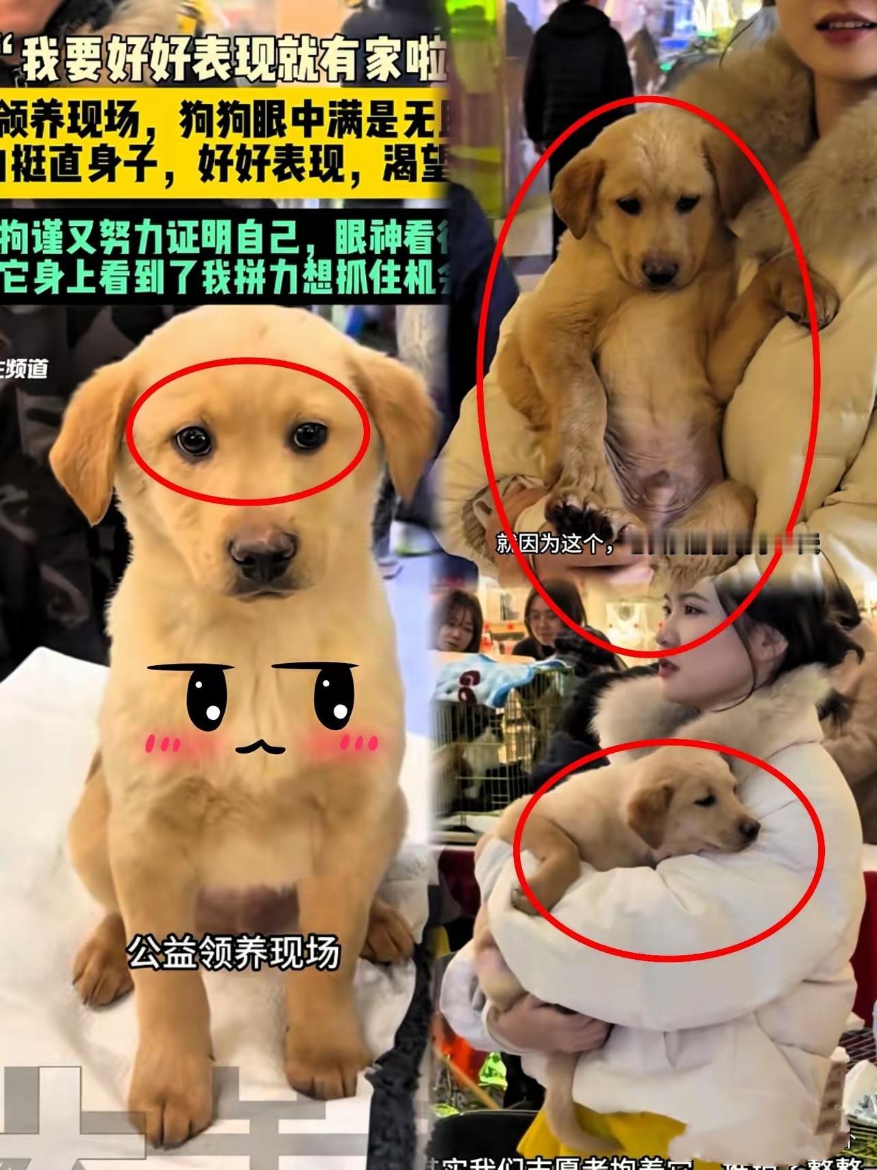 后续终于更新了！

还记得全网刷屏的流浪小狗铁柱吗？
如今铁柱可以肆无忌惮在床上