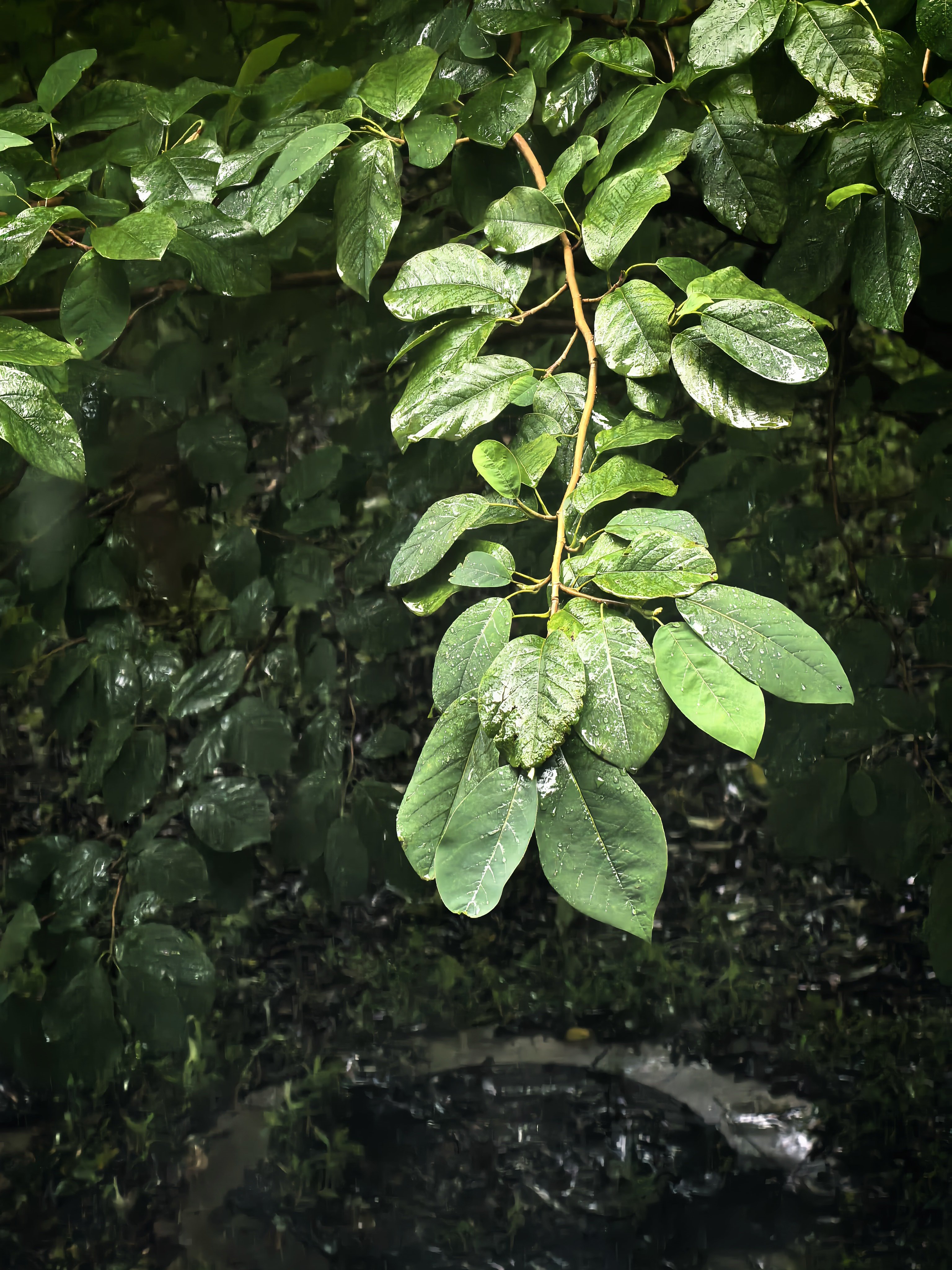 沈阳暴雨 大雨持续，远观窗外🍃沈阳 沈阳