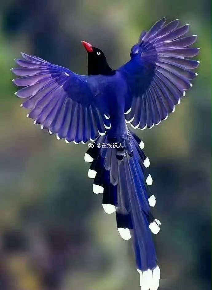 看到喜鹊，请不要无视，评论很灵 