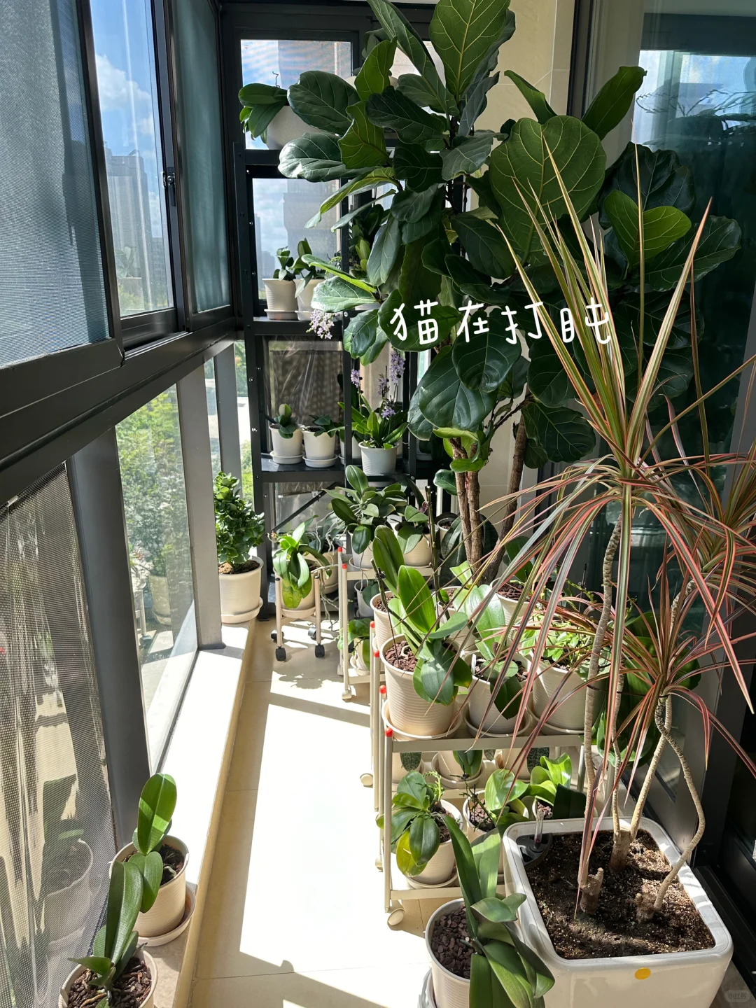 9月底南阳台的晴天与阴天