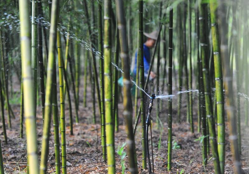 浙江绍兴新昌县的“竹坚强”火啦！它穿透路灯径直向上生长，成了网络焦点，好多人跑去