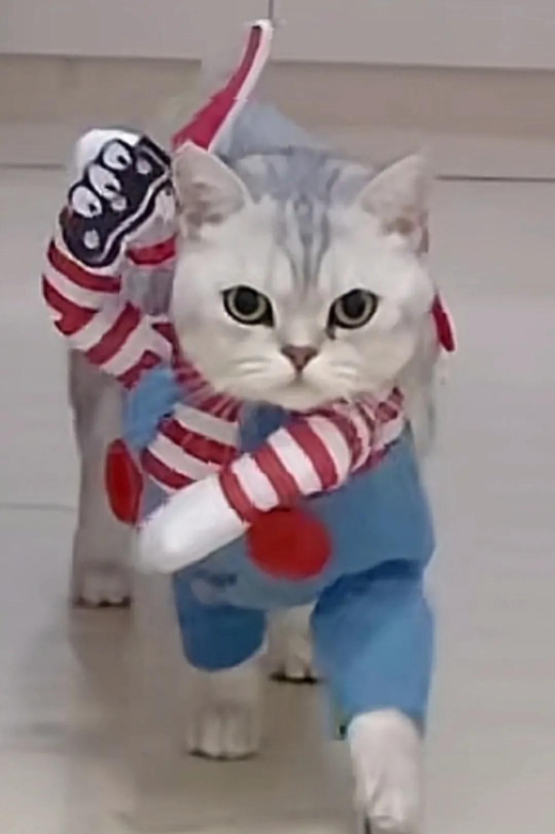 好好的一只猫，穿上这件猫猫服就有点邪恶银渐层那意思了。[打脸]

这糖果服配上猫