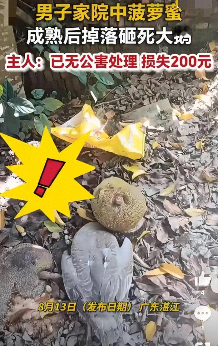 阎王要你三更走，谁能留到五更时！8月14日报道，广东湛江一名男子院内栽种一棵菠萝