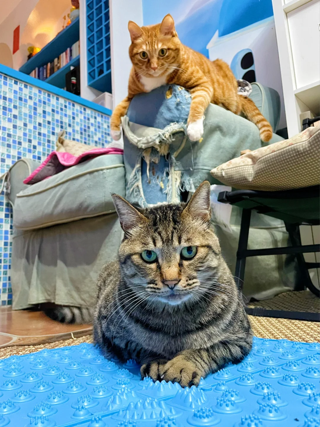 为什么他是猫老大？