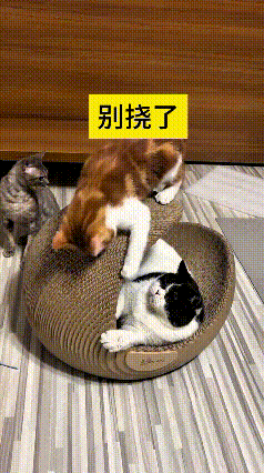 哎呀妈呀老铁！你瞅瞅这俩小猫多逗乐
橘猫搁猫抓盆上使劲磨爪子，里面躺着的黑白猫不