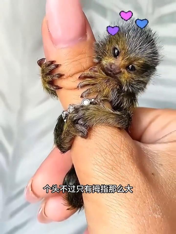 女子意外捡到一只神奇的小生命，把它拿在手心发现它呆萌又可爱。这到底是个什么玩意？