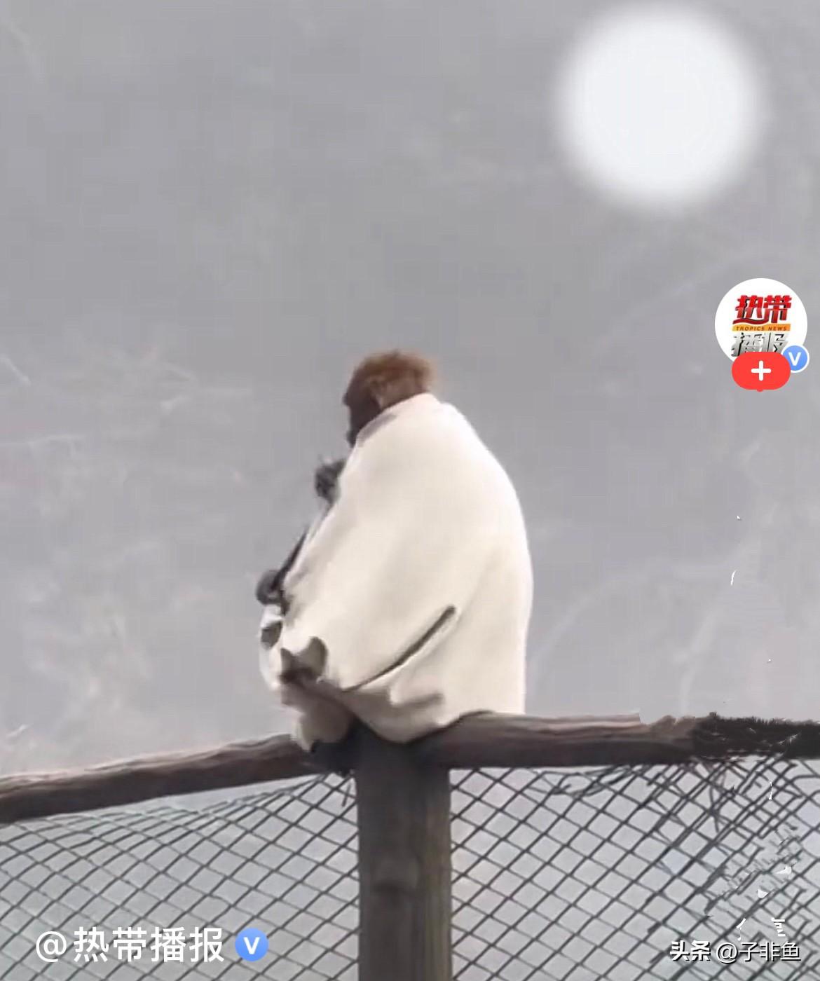 近日，峨眉山景区生态猴区上演了一场爆笑名场面……
       一只猴子觅食却一