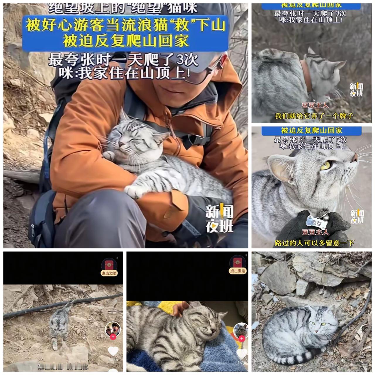 “笑不活了！”河南新乡绝望坡上，一只猫咪的日常竟成了现实版“西西弗斯神话”。这只