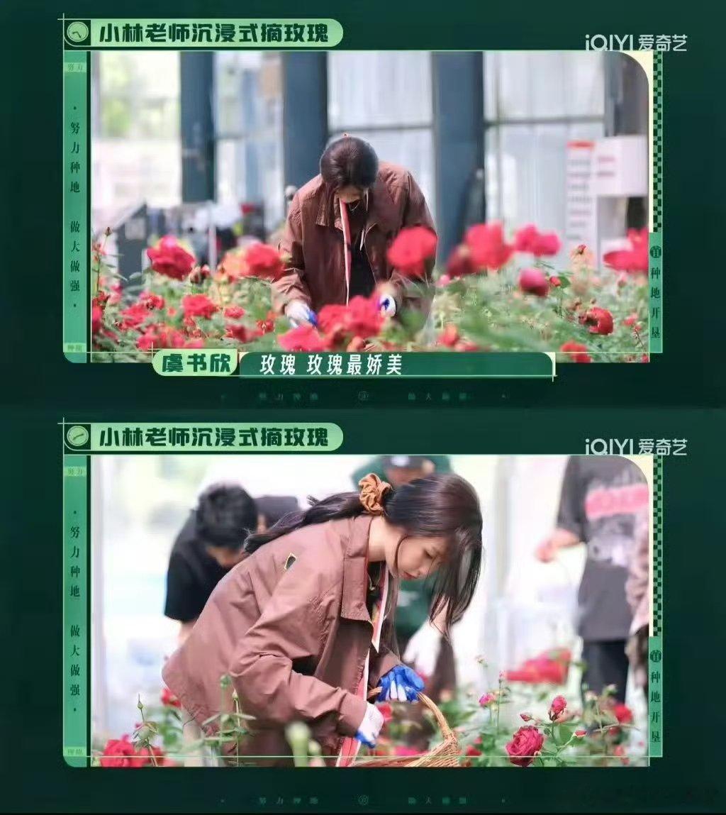 虞书欣手里有活嘴上有梗虞书欣做客种地吧活力值拉满，埋头采摘劳作一刻不停。 