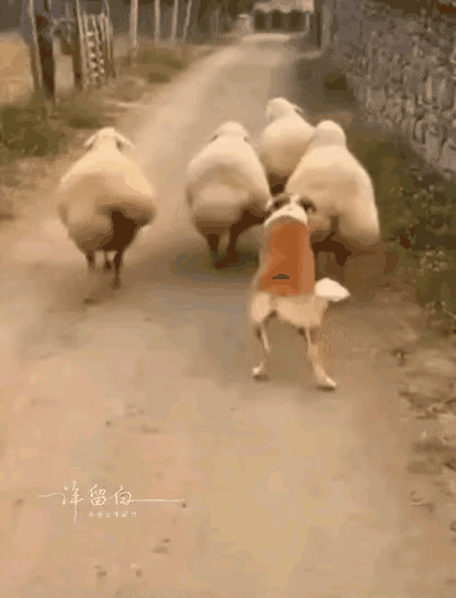 狗狗它妈，如果，看到它儿子这副德行，肯定气得半死。
这道儿让它走的那叫一个“羊气